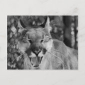 猫はがき（笑） ポストカード (正面)