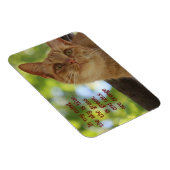 猫はオレンジ マグネット (右側)