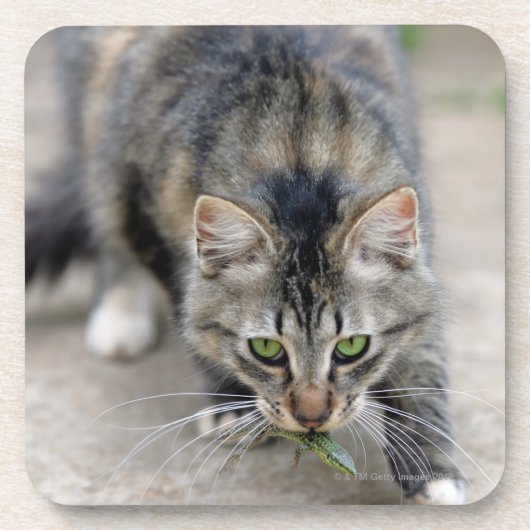 猫はトカゲをつかまえました コースター (正面)
