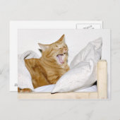 猫は朝が嫌いだ ポストカード (正面/裏面)