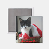 猫は生きるために… マグネット (正面/裏面)