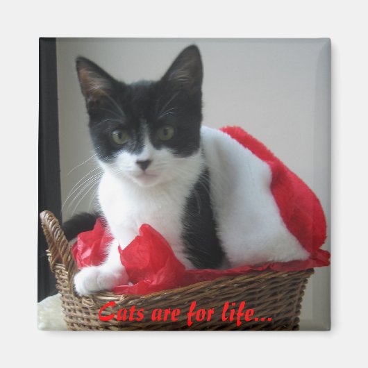 猫は生きるために… マグネット (正面)