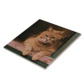 猫は窓辺で傾きます タイル (側面)