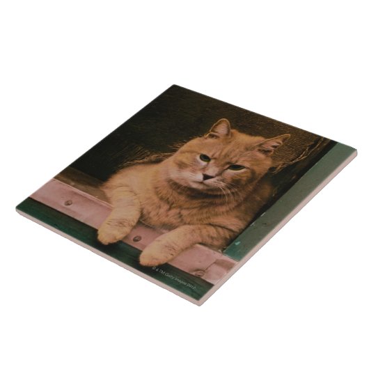 猫は窓辺で傾きます タイル (側面)