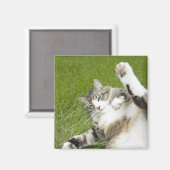 猫は草の上に横たわり、クローズアップ マグネット (正面/裏面)