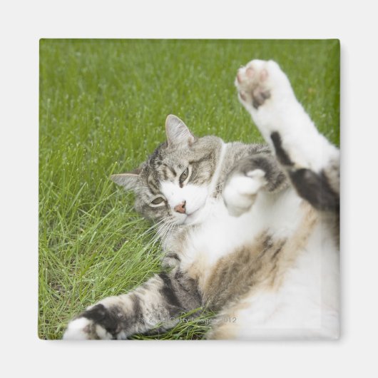 猫は草の上に横たわり、クローズアップ マグネット (正面)