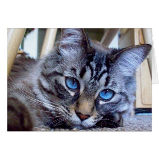 猫は表紙のイメージをささやきます