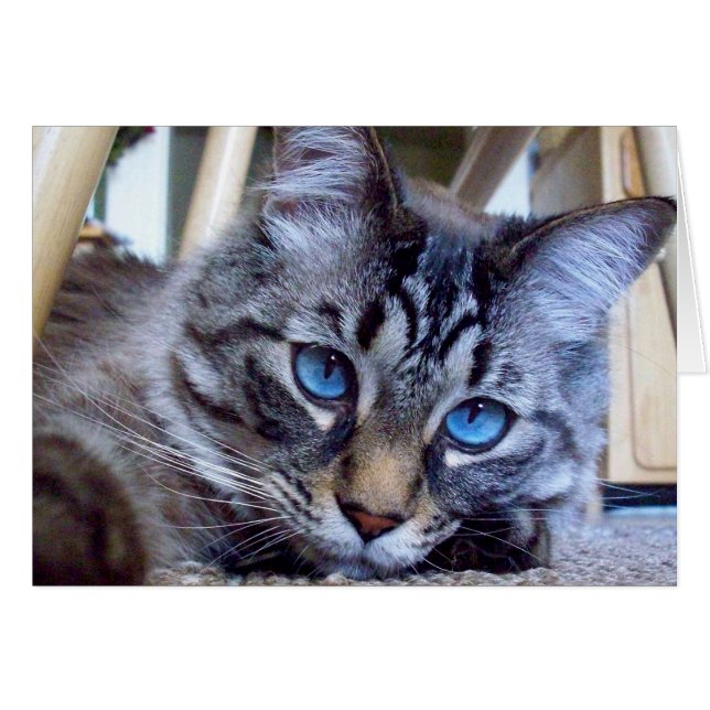 猫は表紙のイメージをささやきます (正面横)