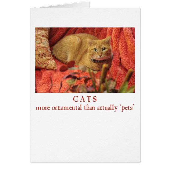 猫は観賞用だ (正面)