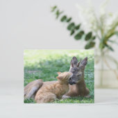 猫は鹿を愛する ポストカード (スタンド正面)