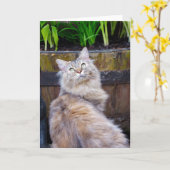 猫は、大事な行事、メインのあらいぐまが付いているメッセージカードを消します カード (黄色い花)