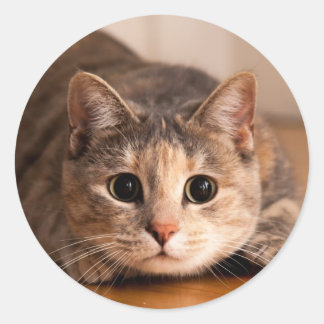 猫よくはしゃぐのシール ラウンドシール