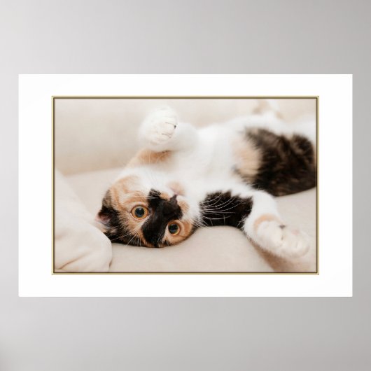 猫よくはしゃぐポスター ポスター (正面)