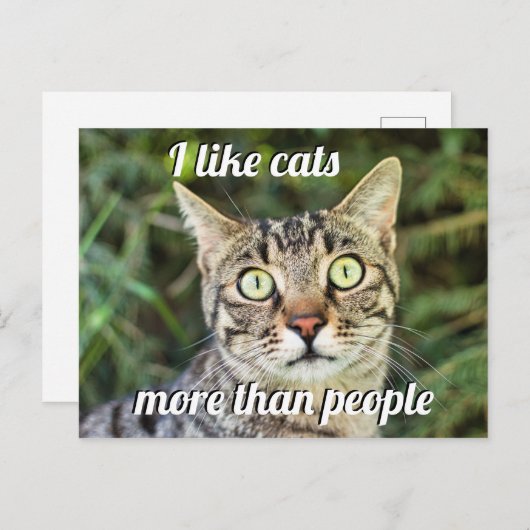 猫よりも人の方が好きではない緑目ねこクローズアップ ポストカード (正面/裏面)