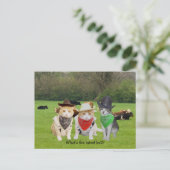 猫を働かせて探し求める猫たちの姿 ポストカード (スタンド正面)