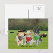 猫を働かせて探し求める猫たちの姿 ポストカード (正面/裏面)