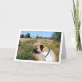 猫を探す犬 カード (正面)