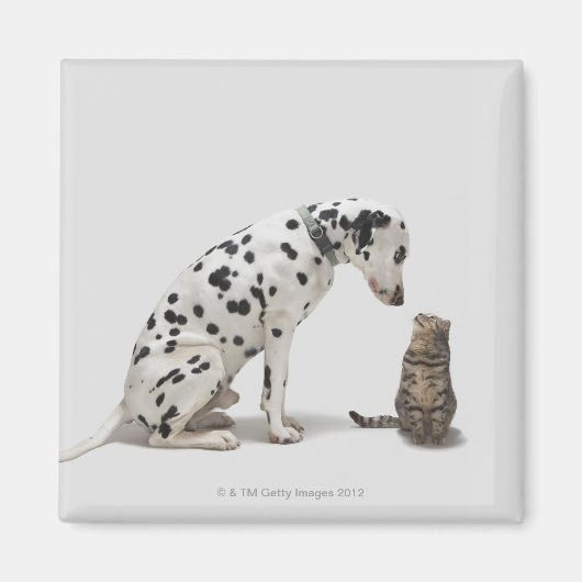 猫を見ている犬 マグネット (正面)