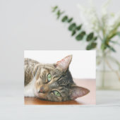 猫を見ている ポストカード (スタンド正面)