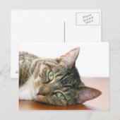 猫を見ている ポストカード (正面/裏面)