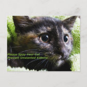 猫を避けて欲しい ポストカード (正面)