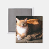 猫をJTする マグネット (正面/裏面)