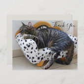 猫オンファッショナブルなミニソファ ポストカード (正面/裏面)