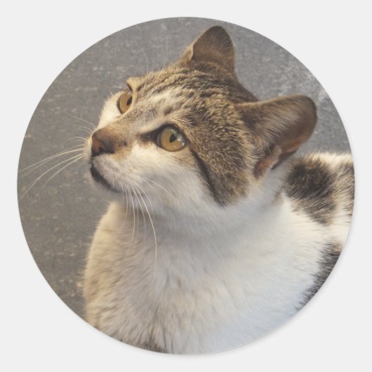 猫カスタムのステッカー ラウンドシール (正面)