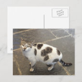 猫カスタム葉書 ポストカード (正面/裏面)