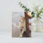 猫カスタム ポストカード (スタンド正面)