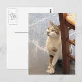 猫カスタム ポストカード (正面/裏面)
