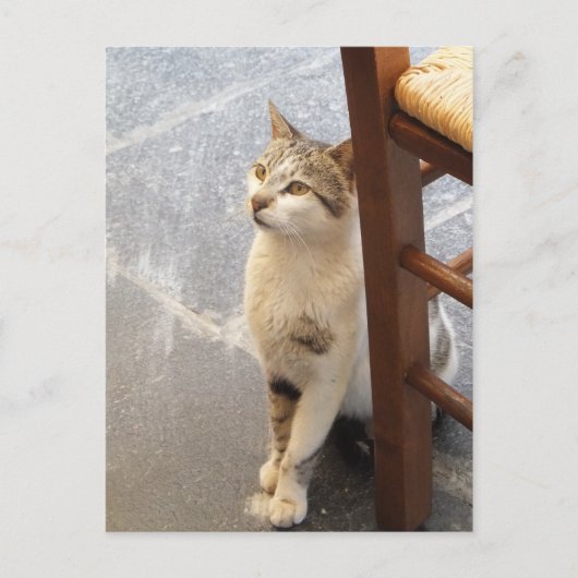 猫カスタム ポストカード (正面)