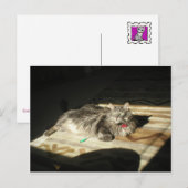 猫カッコいい規則 ポストカード (正面/裏面)