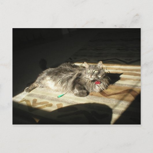 猫カッコいい規則 ポストカード (正面)