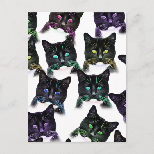猫カッコいい ポストカード (正面)