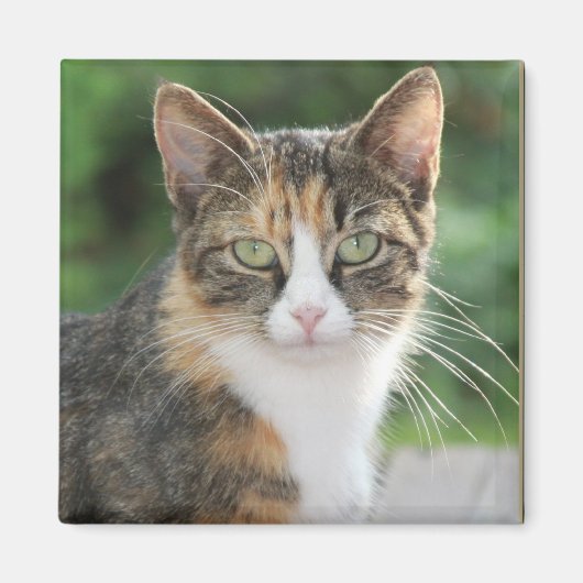 猫カッコいい マグネット (正面)