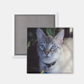 猫カプチーノ マグネット (正面/裏面)