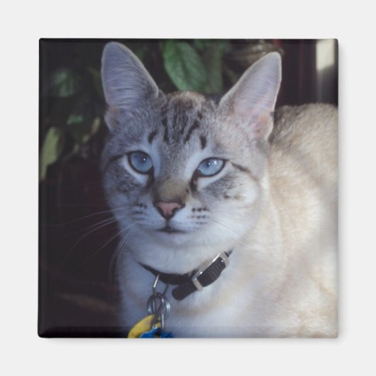 猫カプチーノ マグネット (正面)