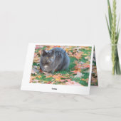 猫カラフルカード カード (裏面)