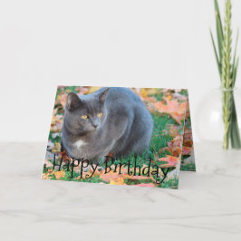 猫カラフルカード カード