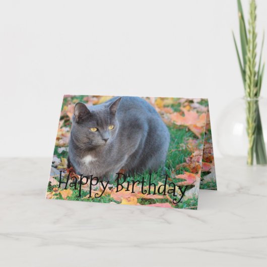 猫カラフルカード カード (正面)