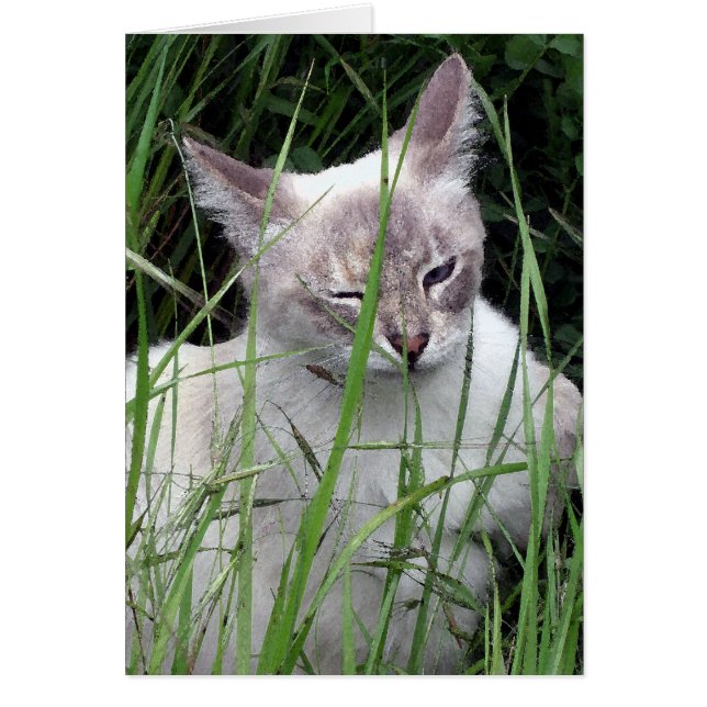 猫カードのまばたき (正面)