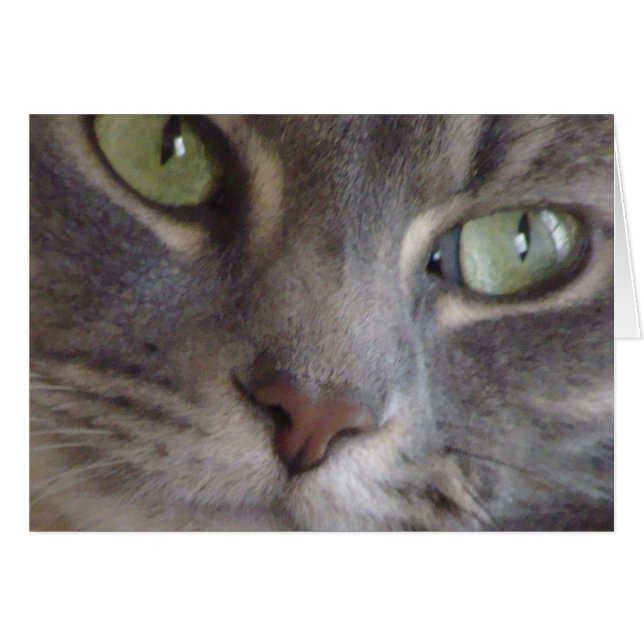 猫カード (正面横)