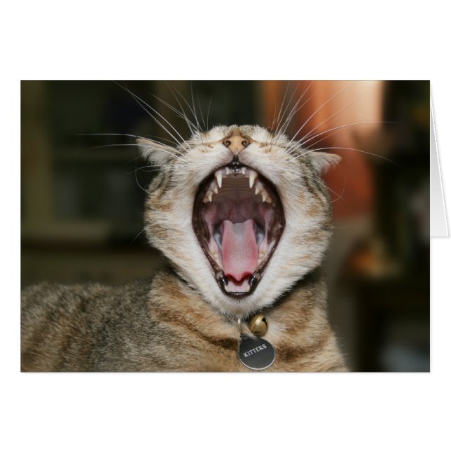 猫カード (正面横)