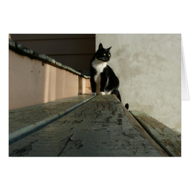 猫カード、アルバート公園のブライアン (正面横)