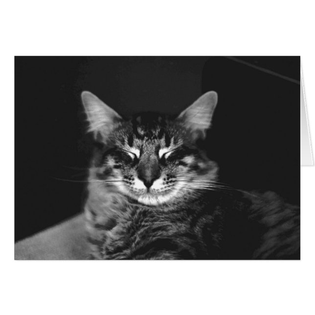 猫カード#3 (正面横)