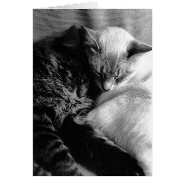 猫カード#5 (正面)