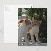 猫キスをする ポストカード (正面/裏面)