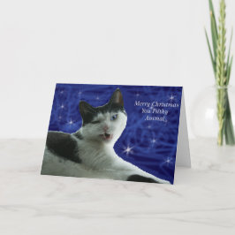 猫クリスマス汚い動物 シーズンカード