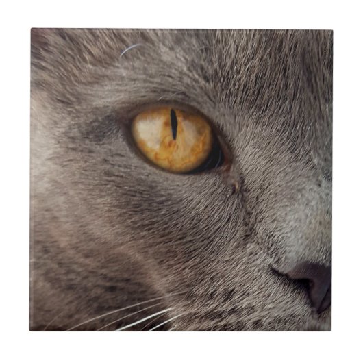 猫クローズアップ装飾タイル タイル (正面)